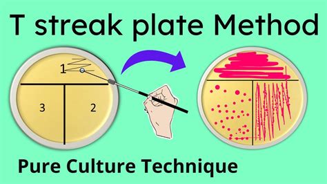 Transcribed image text The pattern in which media is inoculated in three stages by using a sterile inoculation tool to drag samples from already plated areas of media onto different thirds of the plate is called the Select one a. . T streak method